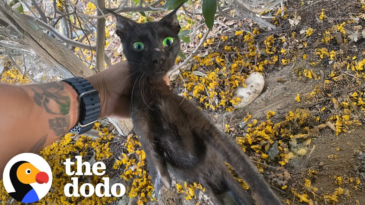 “Rotting” Three Legged Cat Has The Most Inspiring Glow-Up | The Dodo