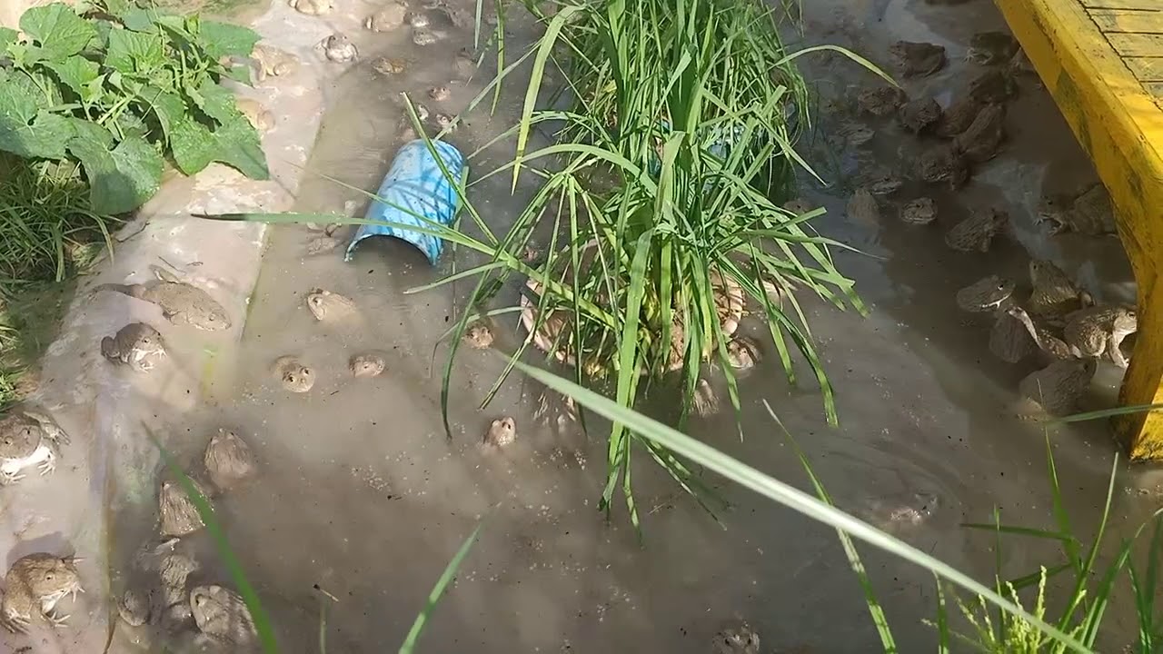La ferme de grenouilles chez moi