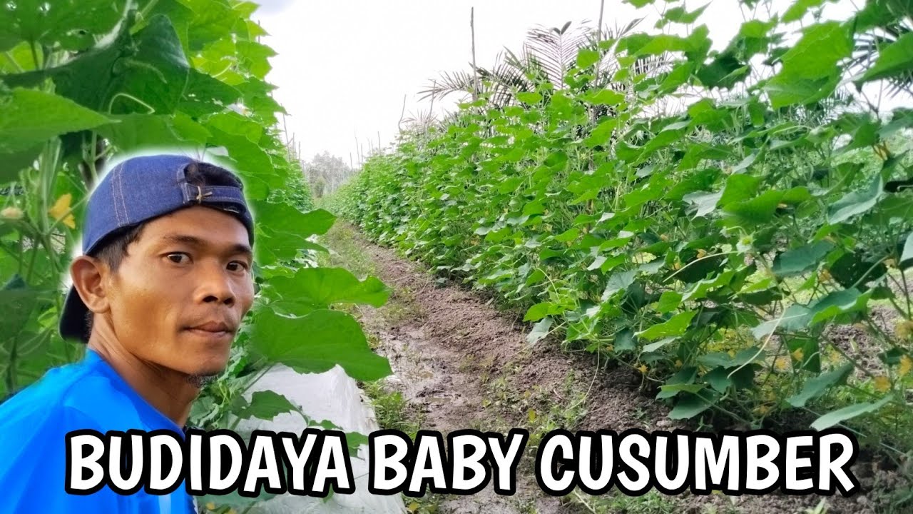 TIPS BUDIDAYA MENTIMUN BABY DI LAHAN RAWA, TRANSMIGRASI KALIMANTAN UTARA