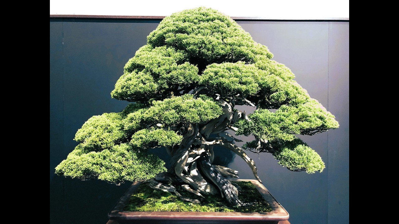 100th Ed. KOKUFU BONSAI EXHIBITION  Part 1 「Video B」・第100回国風盆栽展　(前期）ビデオA　Feb.8th~11th, 2026 #bonsai