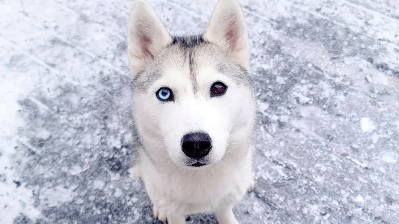 🔴 Come Hang Out With My Husky! (LIVE)