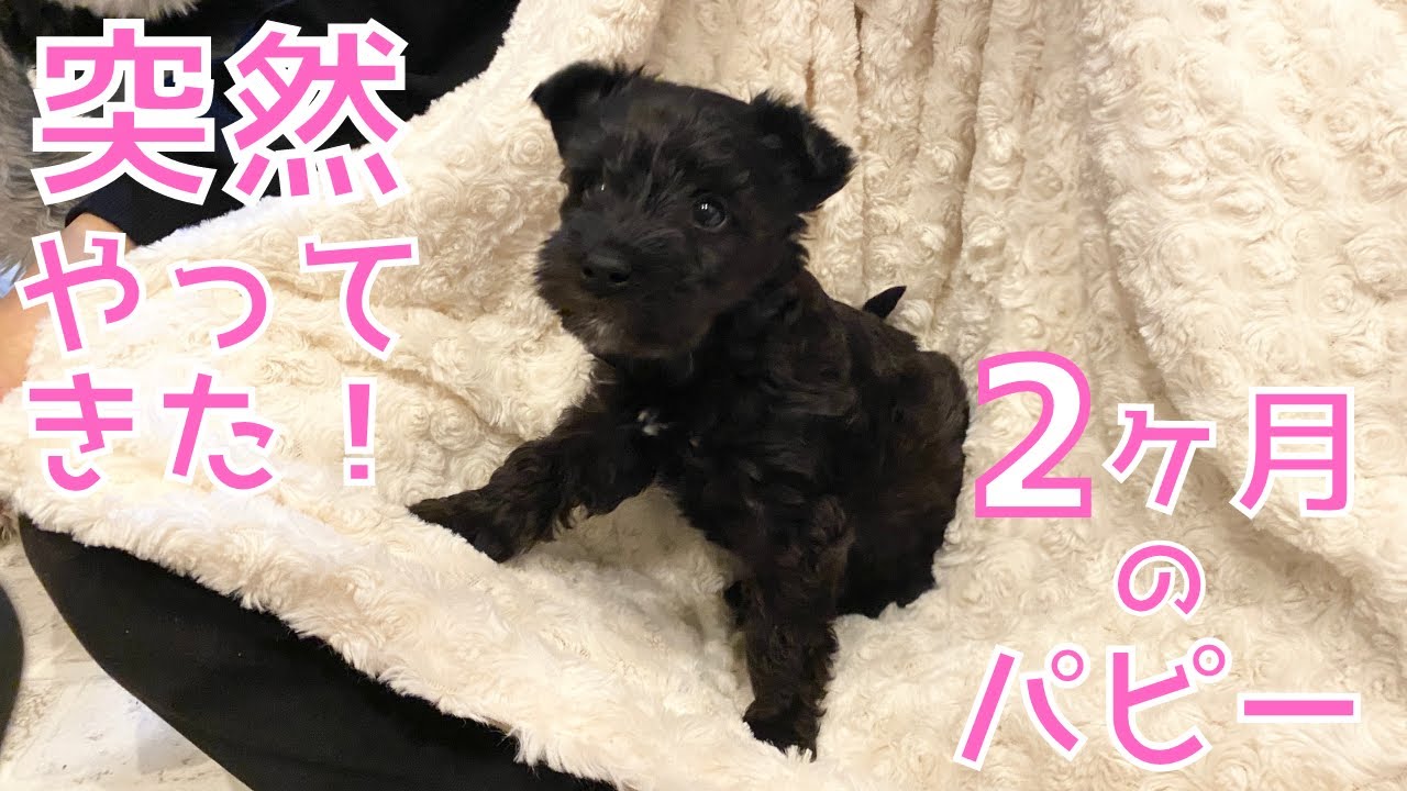 【Mシュナ&times;ビション】急に決まった３匹目🐶準備ゼロから家族がスタート😍