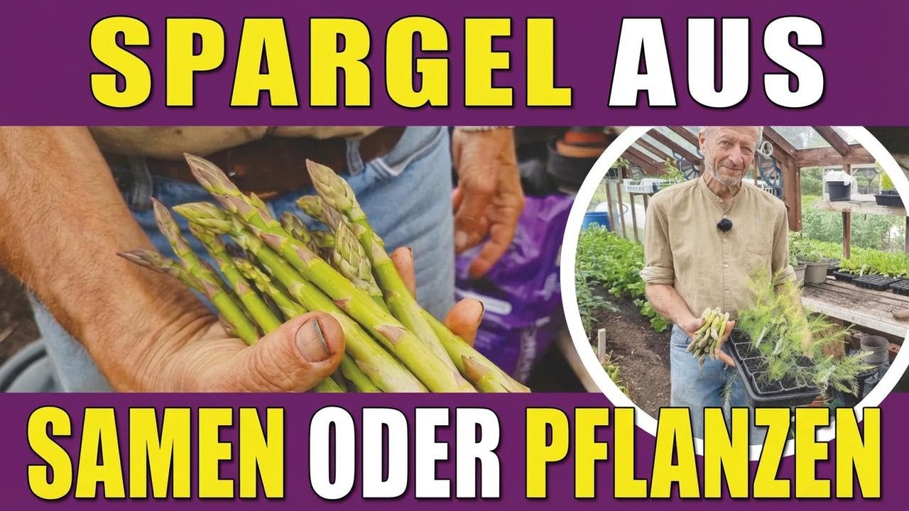 Spargel ganz einfach anbauen – aus Samen oder Wurzeln, ohne Umgraben!