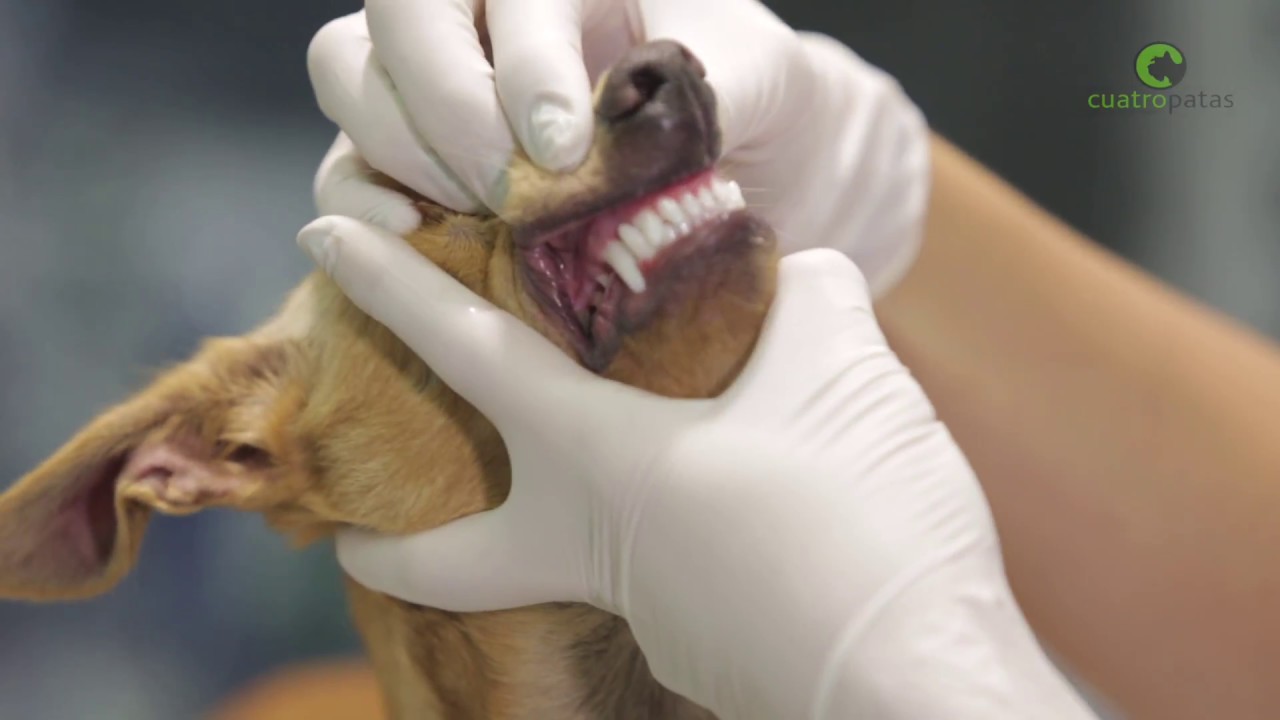 La edad de tu perro a través de su dentadura