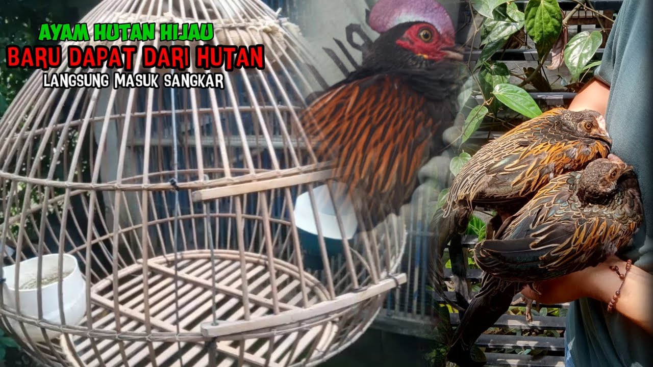 Menjinakkan ayam hutan hijau yang baru dapat dari hutan. LANGKAH LANGKAH