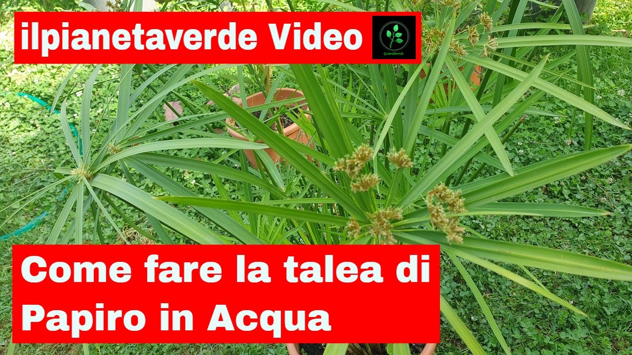 Come fare la talea di Papiro in acqua . Cyperus Papyrus.