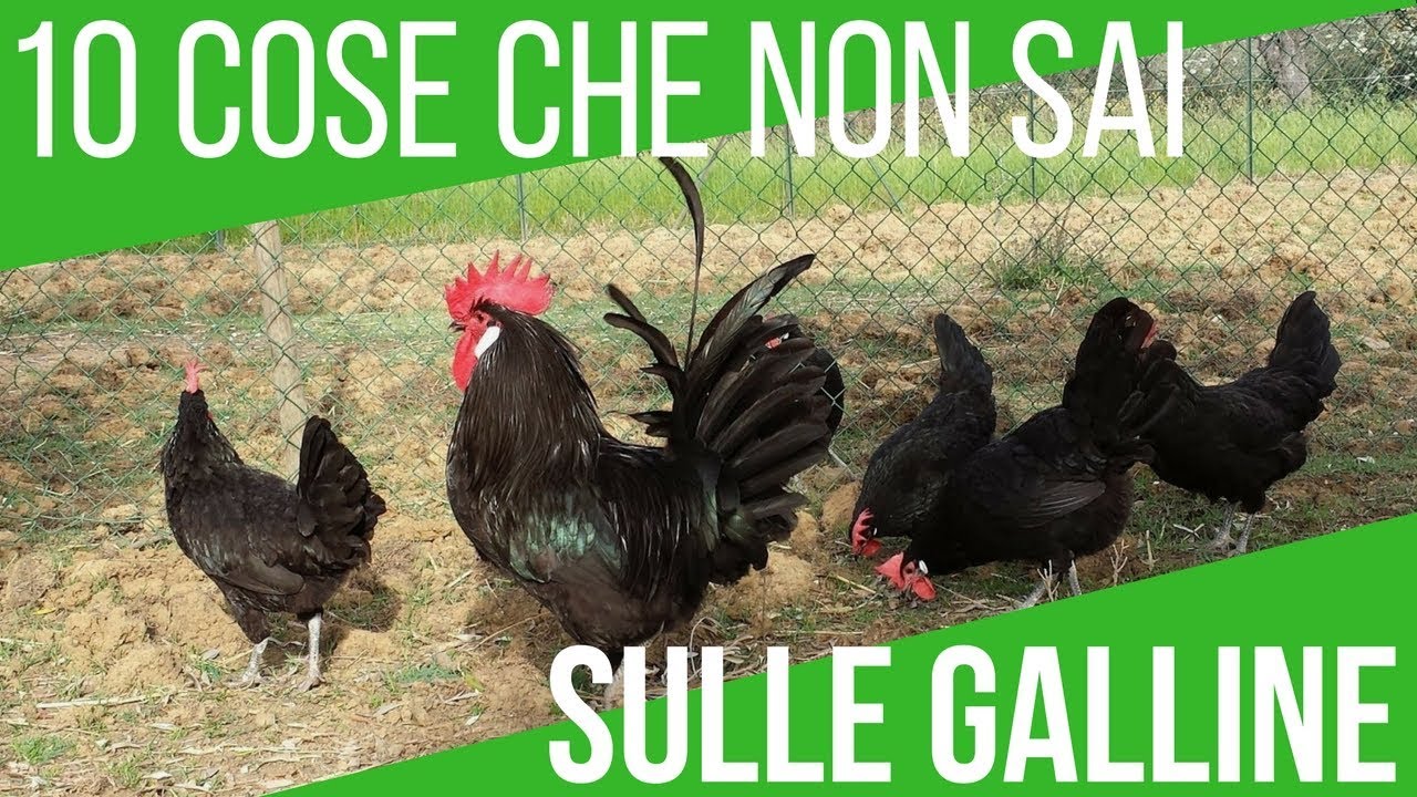 GALLINE: È POSSIBILE TENERLE IN GIARDINO? RISPONDO ALLE DOMANDE | VITA NEL PODERE #016