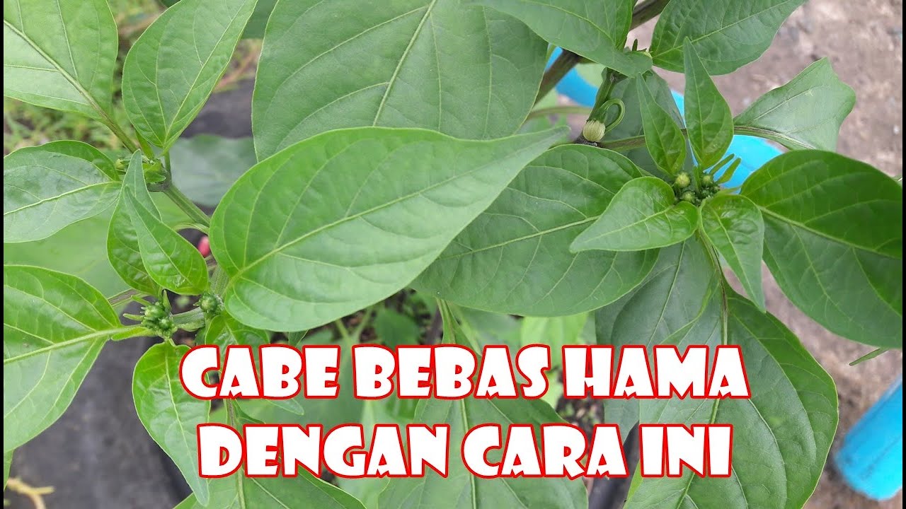 Tanam 10 Cabe di 1 Pot Subur tanpa Hama Penyakit | How to Grow Chilli at Home