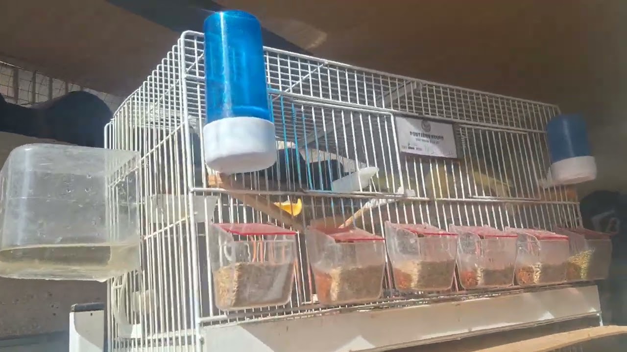 MANEJO D PÁJAROS D CONCURSO CANTOR ESPAÑOL