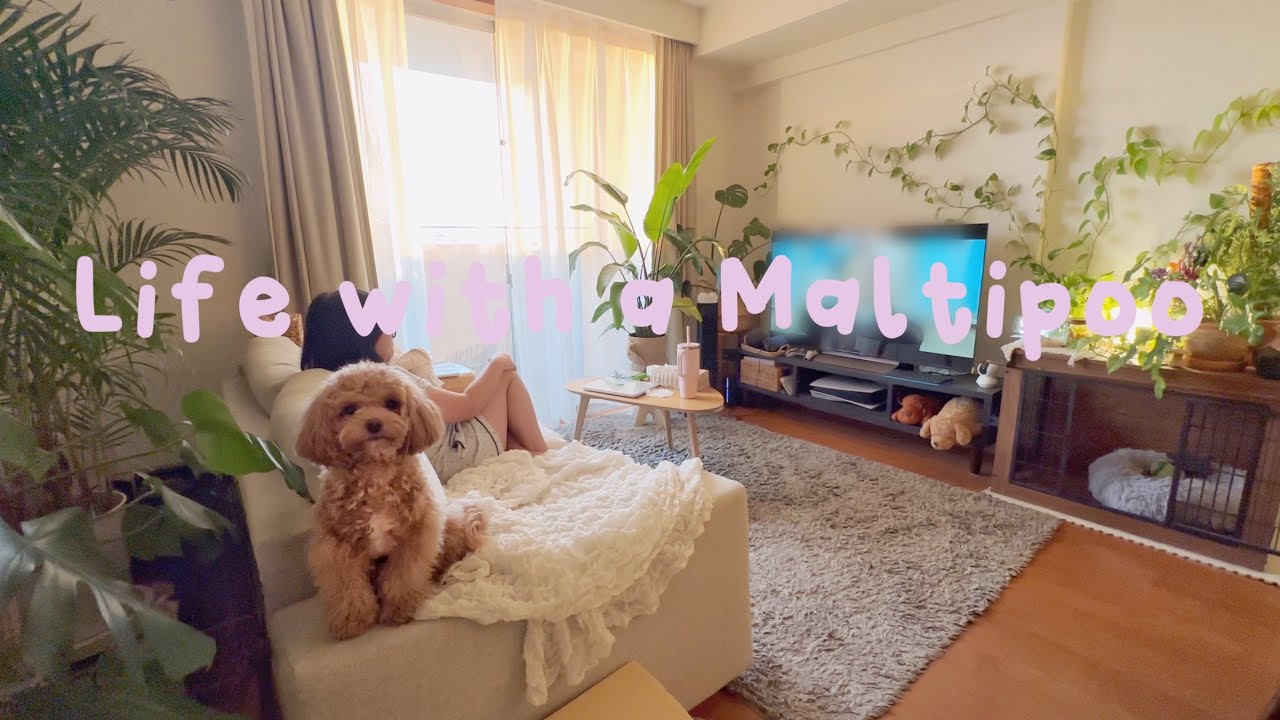 Life with a Maltipoo 🤎🌸 Saturday at home 🐾🧸