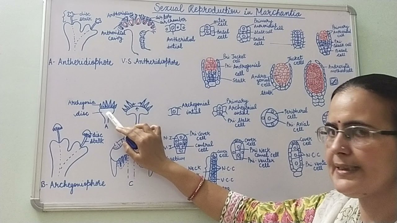 Sexual Reproduction in Marchantia