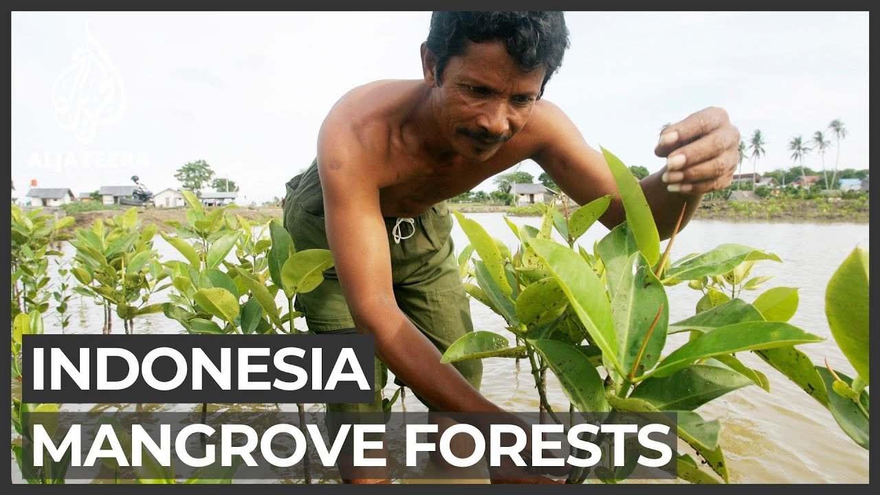 Trying to revive and protect Indonesia's mangroves