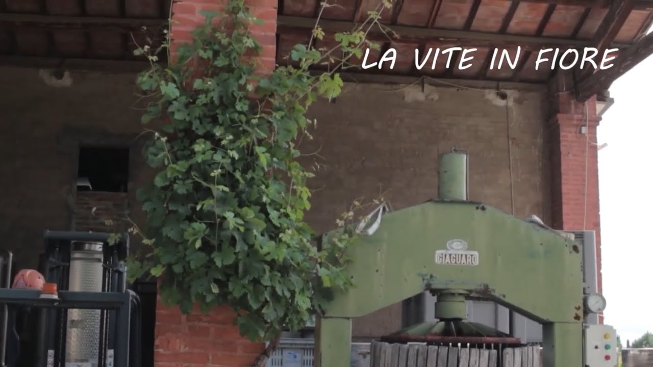 La vite in fiore - da Paolo Francesconi, viticoltore a Faenza