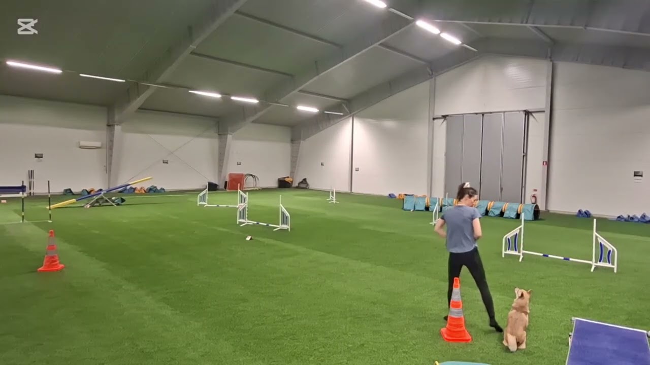 Geira 16 months - C6-L3-T2 - This or that extension and turns with jump and tunnel