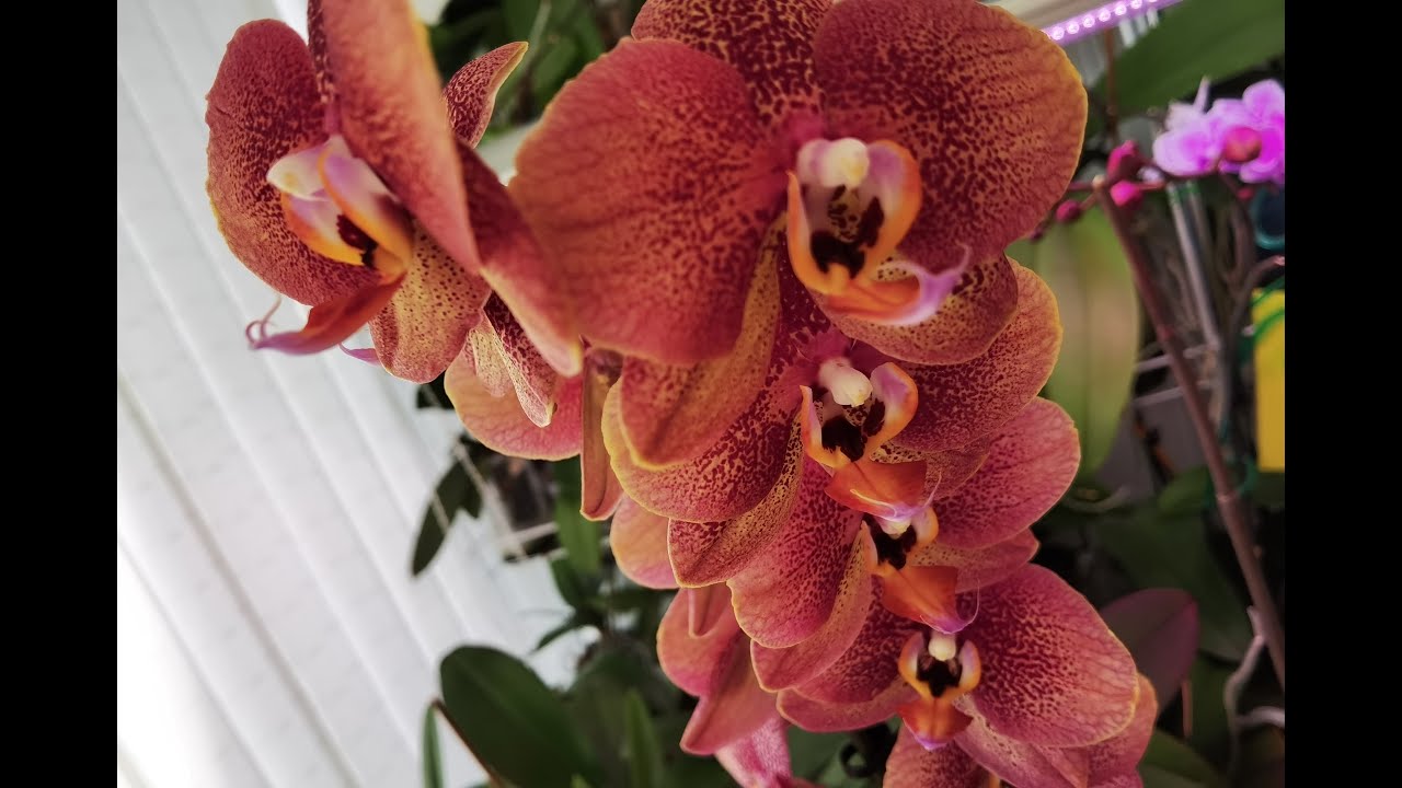 Орхидеи Крупным планом. Про Тулон.