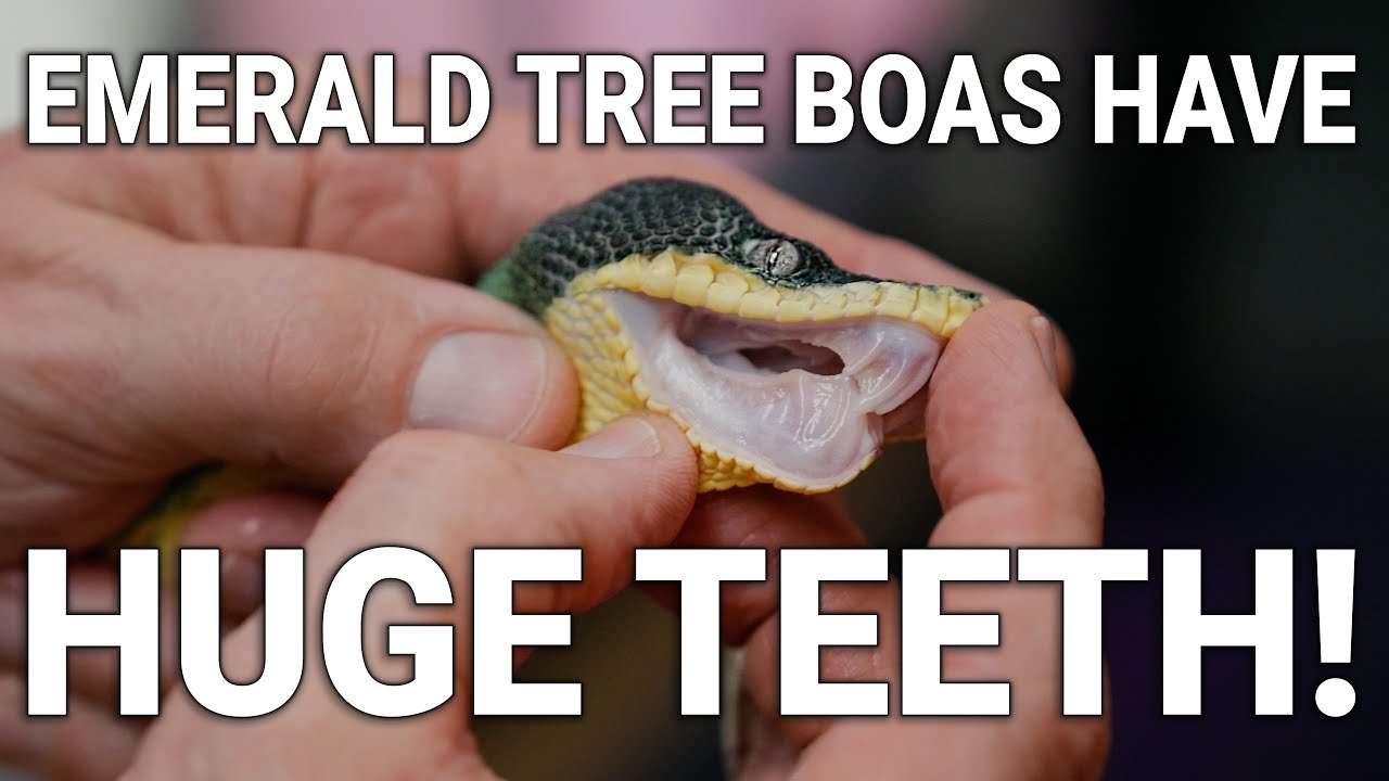 World’s Craziest Emerald Tree Boas – MASSIVE Teeth & Rare Morphs! | NERD Behind the Scenes