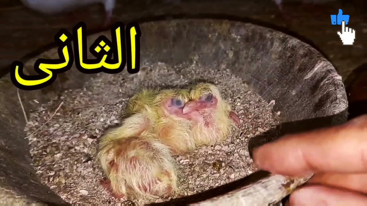 زغاليل الحمام من عمر يوم حتى الفطام