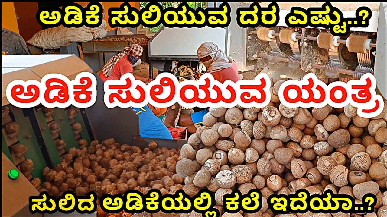 99%ಕಲೆ ರಹಿತವಾಗಿ ಅಡಿಕೆ ಸುಲಿಯುವ ಸುಧಾರಿತ ಯಂತ್ರ |ಸುಲಿಯಲು ತಗುಲುವ ವೆಚ್ಚ ಎಷ್ಟು? Arecanut Dehusking Machine|