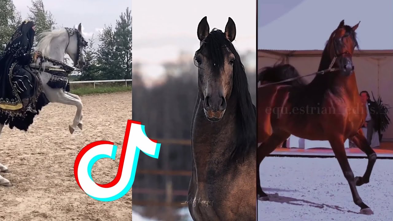 The Best HORSE 🐎 TikTok Compilation #129
