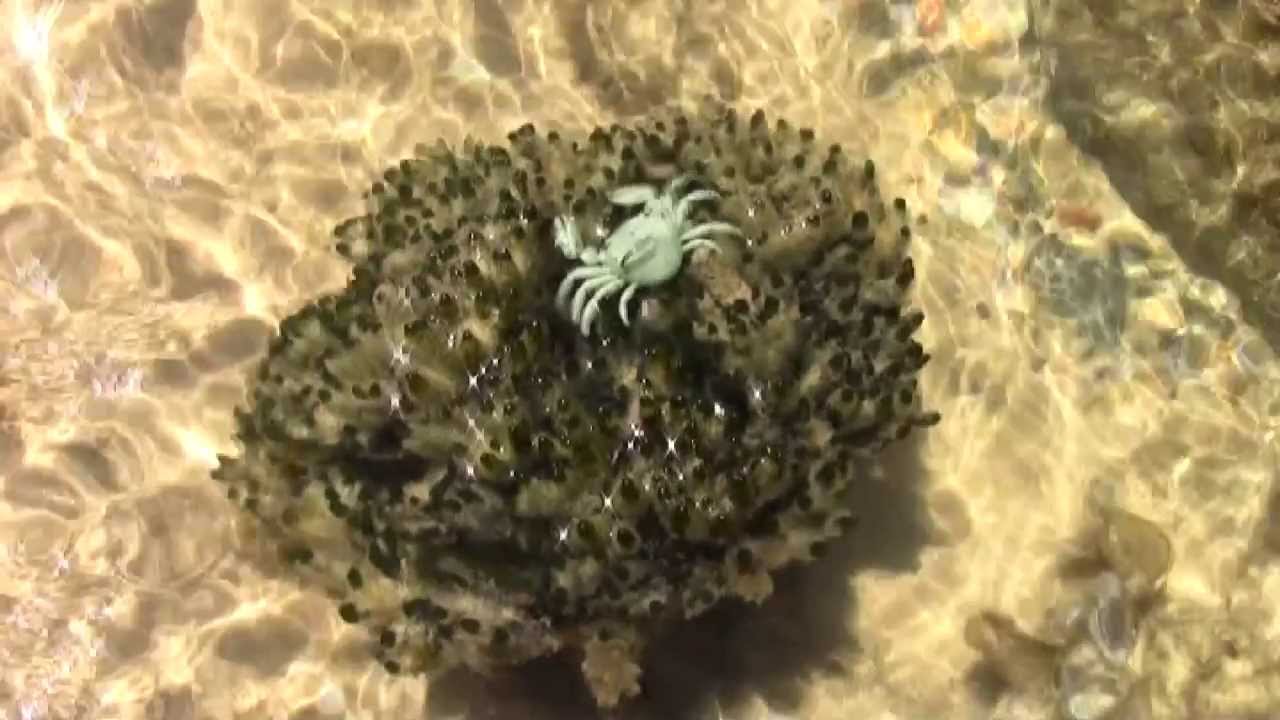 New Marukyu Crabs Trailer