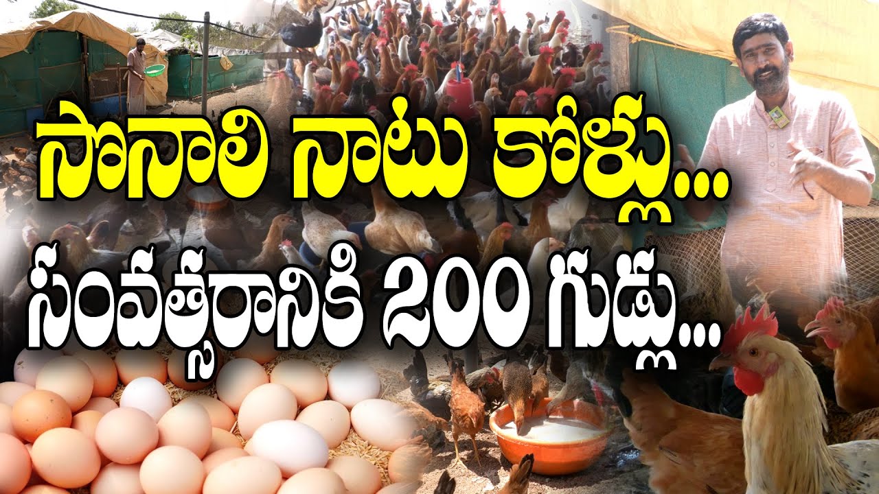 సొనాలి నాటు కోళ్ల పెంపకంతో సంవత్సరానికి ఒక్కో కోడినుంచి 3000/- ఆదాయం.