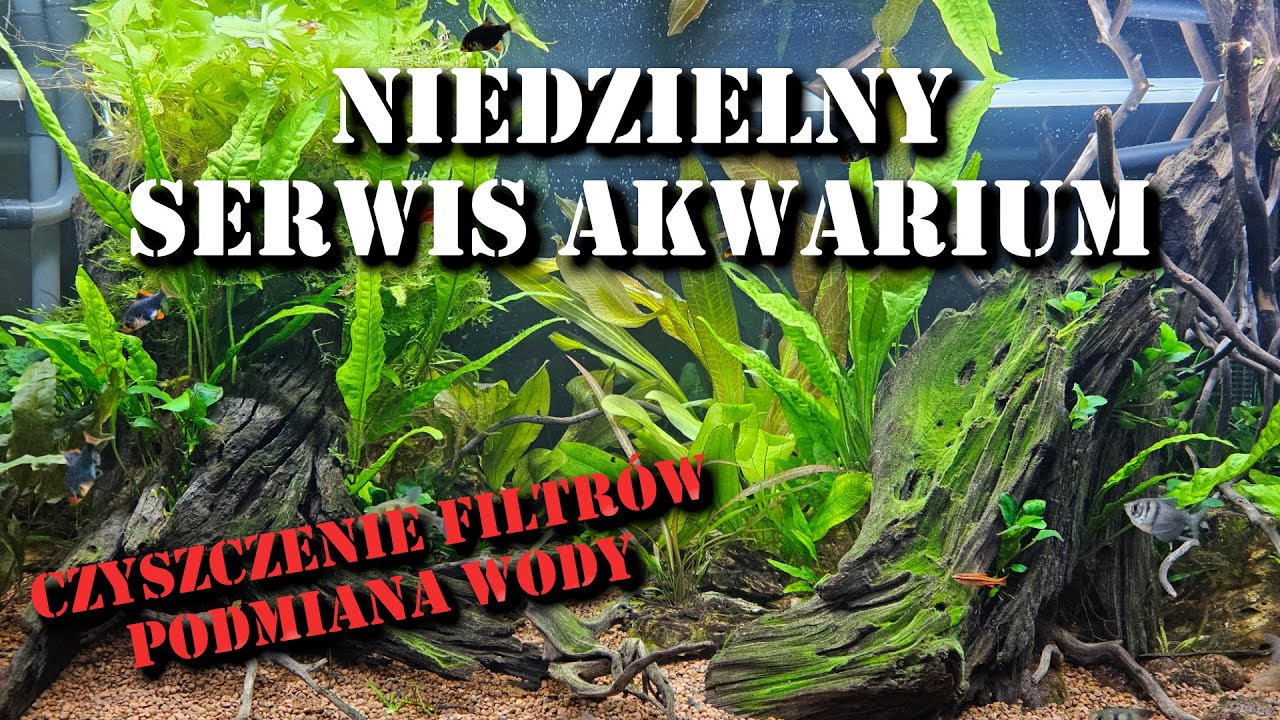 Serwis Akwarium - Czyszczenie filtr&oacute;w, podmiana wody, kalibracja Ph, wymiana wirnika Ikola 450