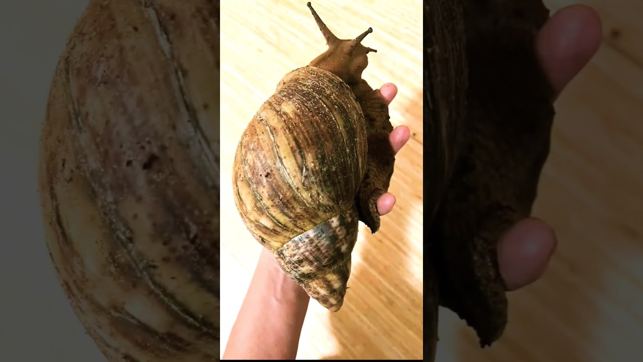 Bạn tin kh&ocirc;ng? Con ốc s&ecirc;n Khổng Lồ nặng gần 1 k&yacute; #octayninh #snail #shorts