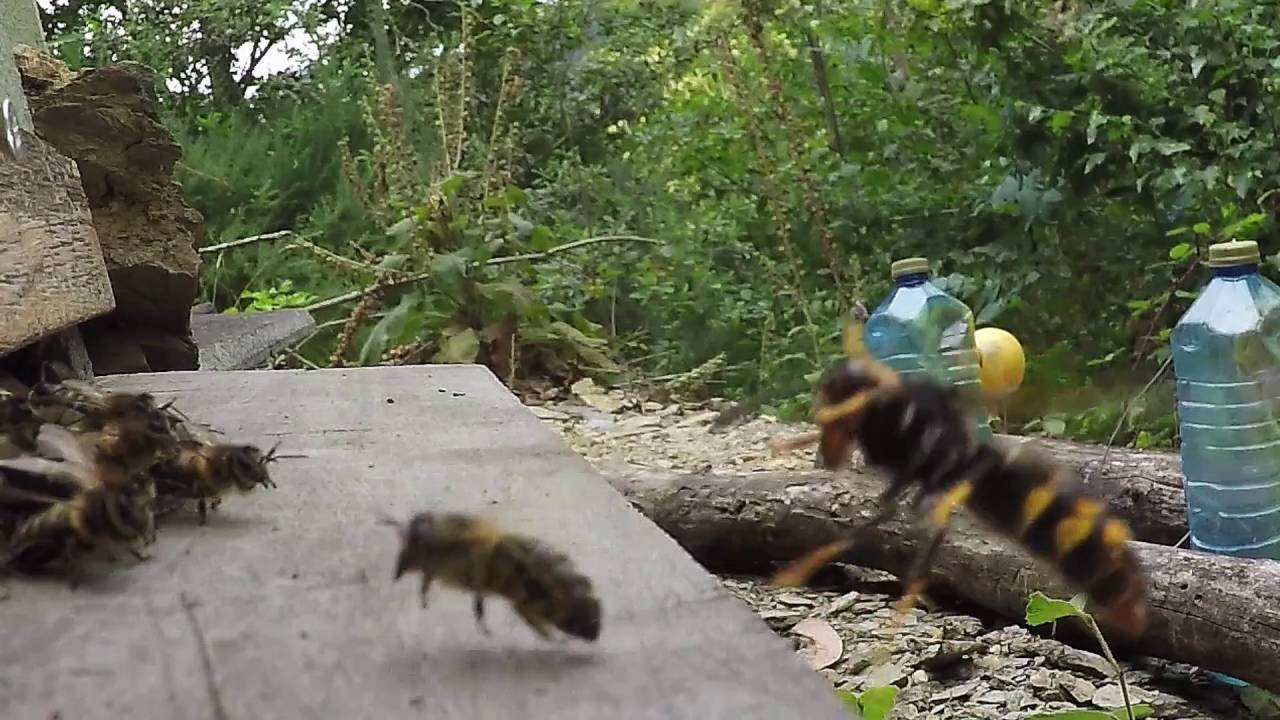 Ataques avespa asi&aacute;tica &aacute;s colmeas (vespa velutina nigrithorax)
