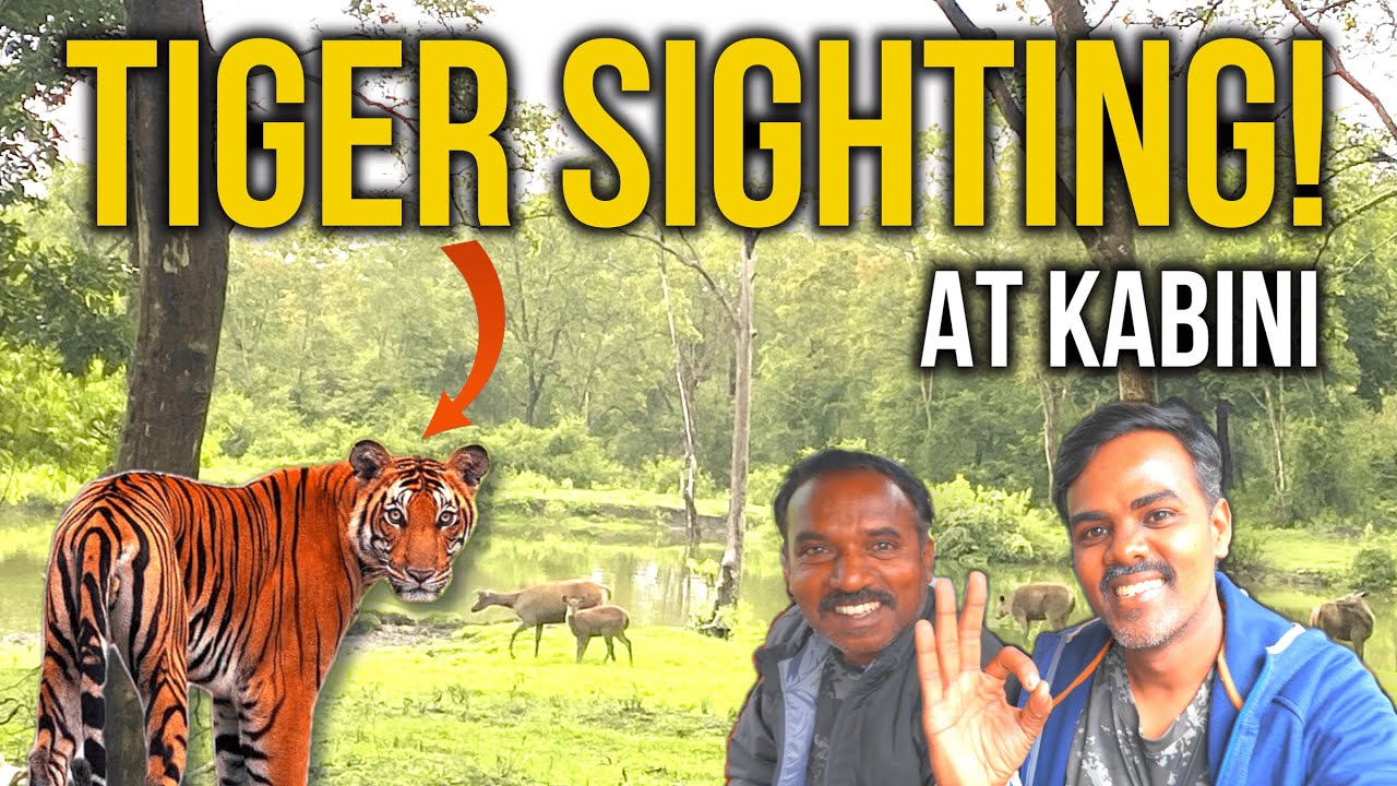 TIGER Sighting at Kabini!😱| Unreal Safari Experience | Nagarahole Forest | Kanavu Payanam
