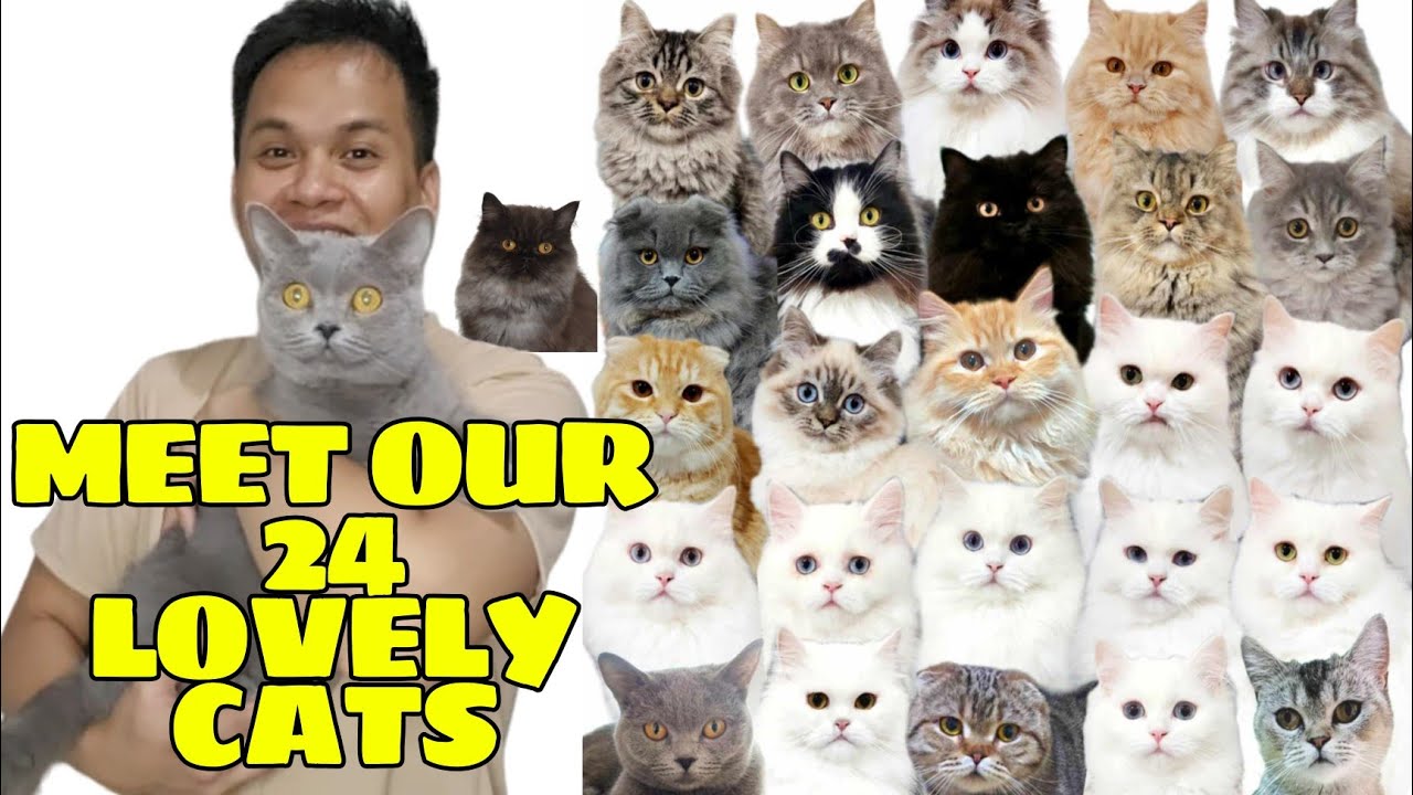 Meet our 24 cats | Kilalanin ang aming 24 na pusa | Paano dumami ang alaga naming pusa?