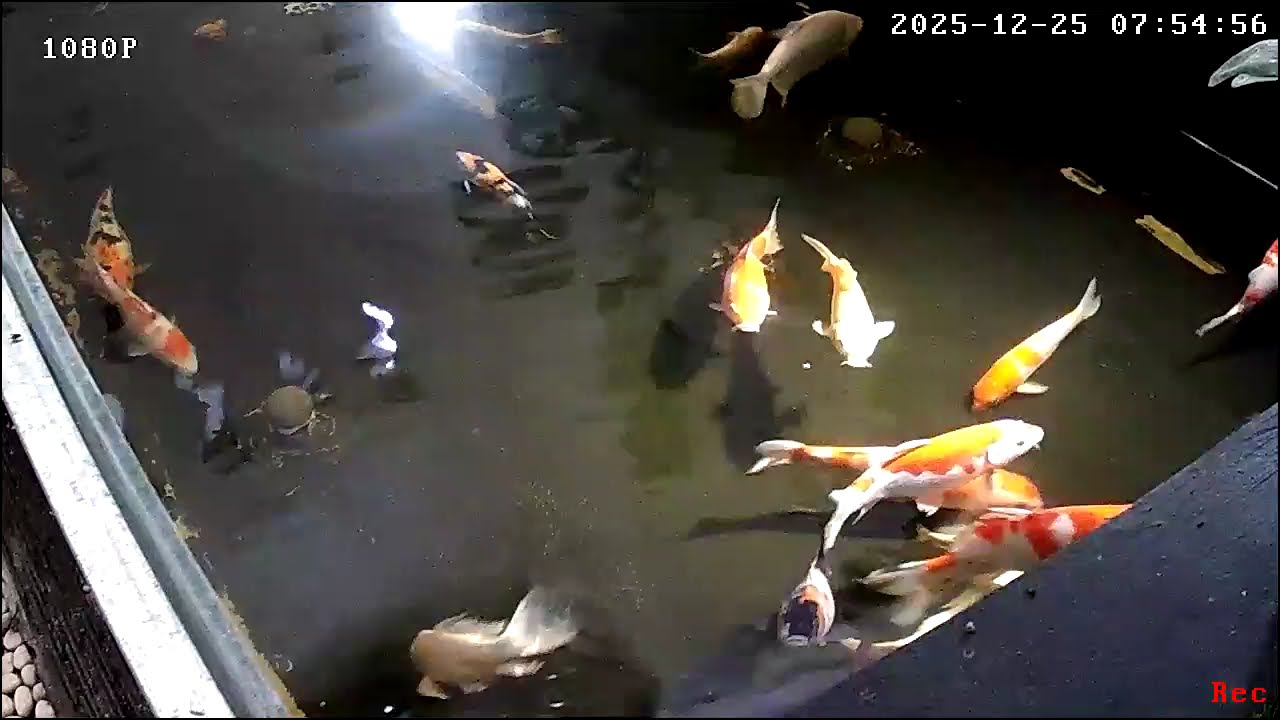 Koi 