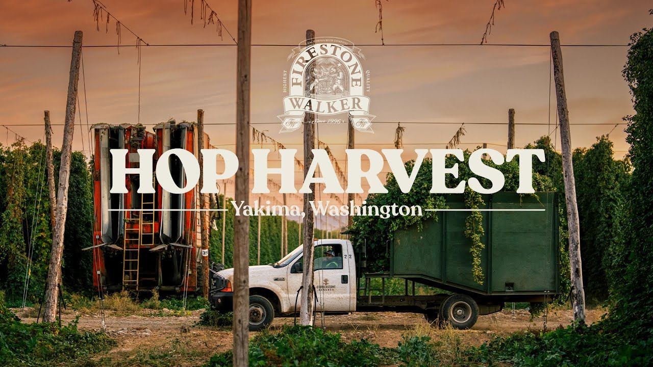 Hop Harvest