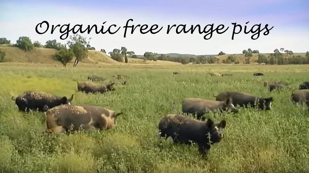 Anvil Media | Organic free range pigs education video