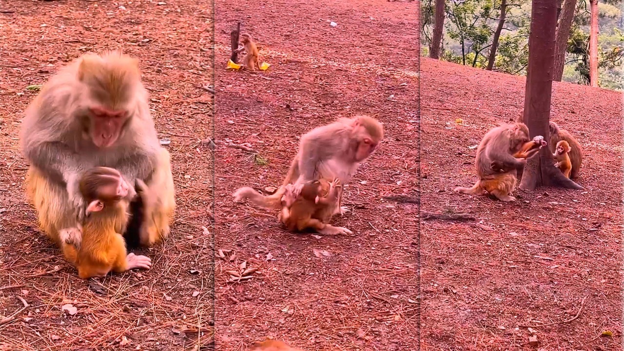 Baby monkey reaction when mother discipline is heartbreaking