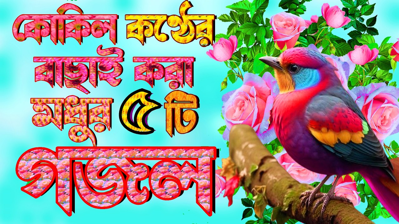 কুকিল কন্ঠের ৫টি বাছাই করা গজল |Selected Gajal |5 Gazal Machuma Aktar