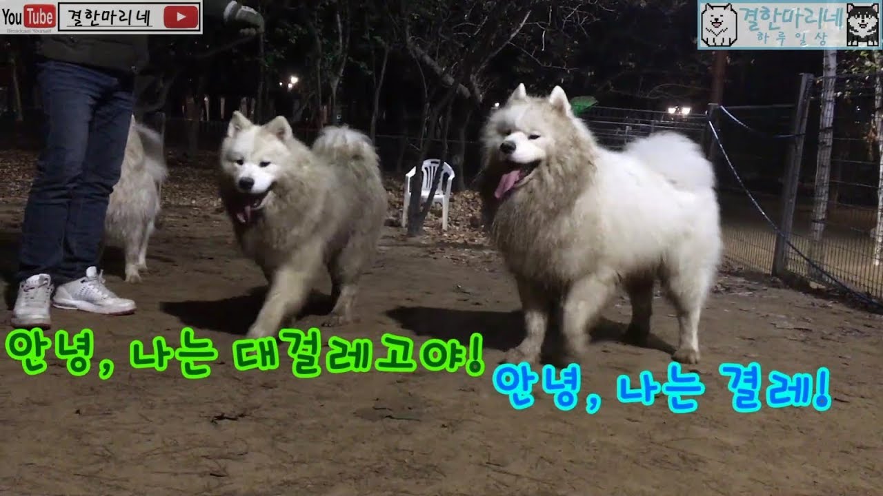 절대로 당신의 개를 믿지 마세요... 사모예드 말라뮤트 일상 결한마리네)