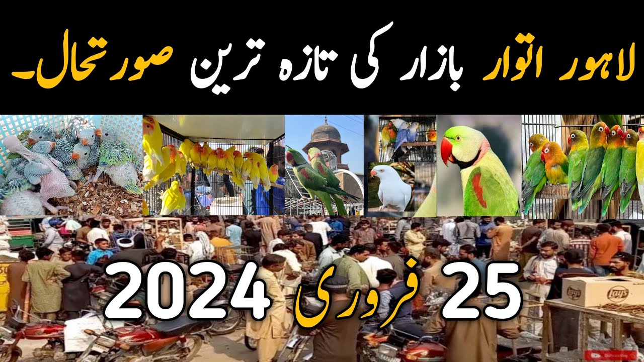 Lahore Sunday Birds Market Latest Price Update | @Parrots Information Channel 25 February 2024