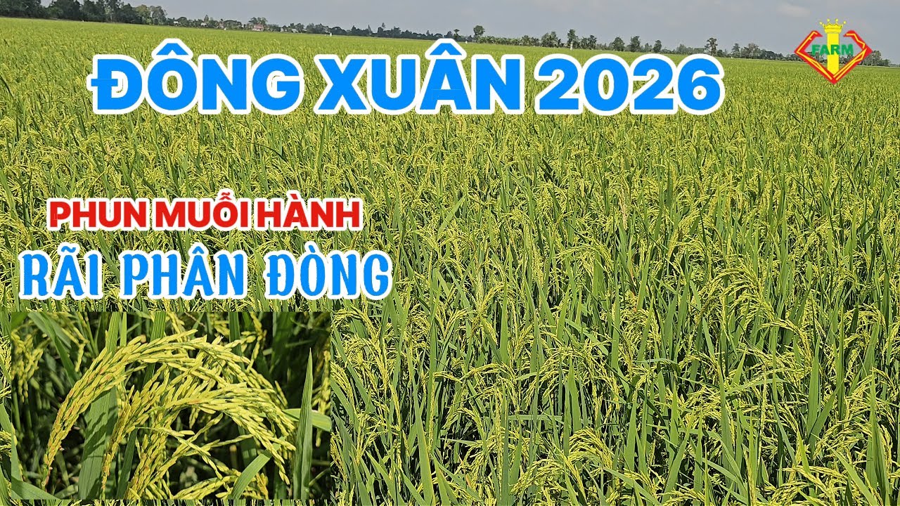 LÚA VƯỢT MUỖI HÀNH VÀ CÁCH RÃI ĐÒNG BÔNG ĐÙM, HẠT TO 