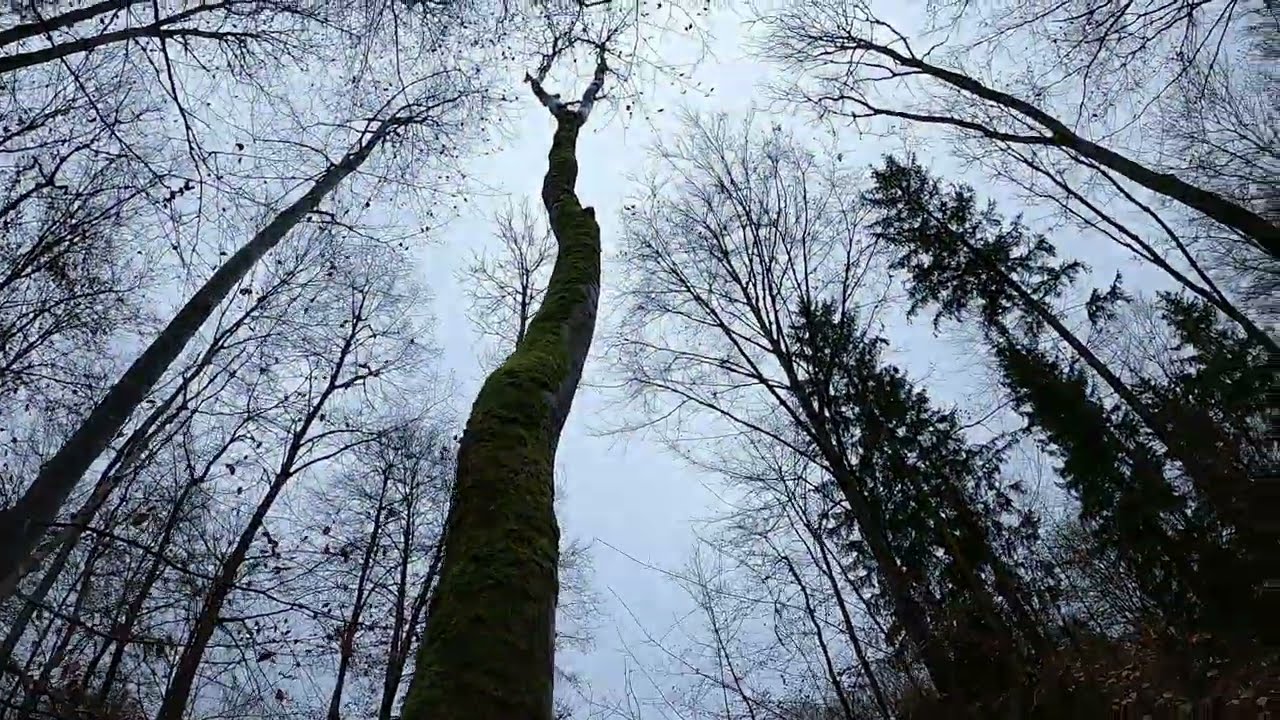 BrennholzVLOG#5