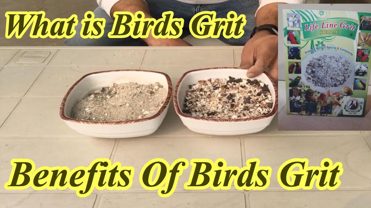 Birds Grit||Benefits Of Grit||Birds Grit Ka Faida[Hindi/Urdu]