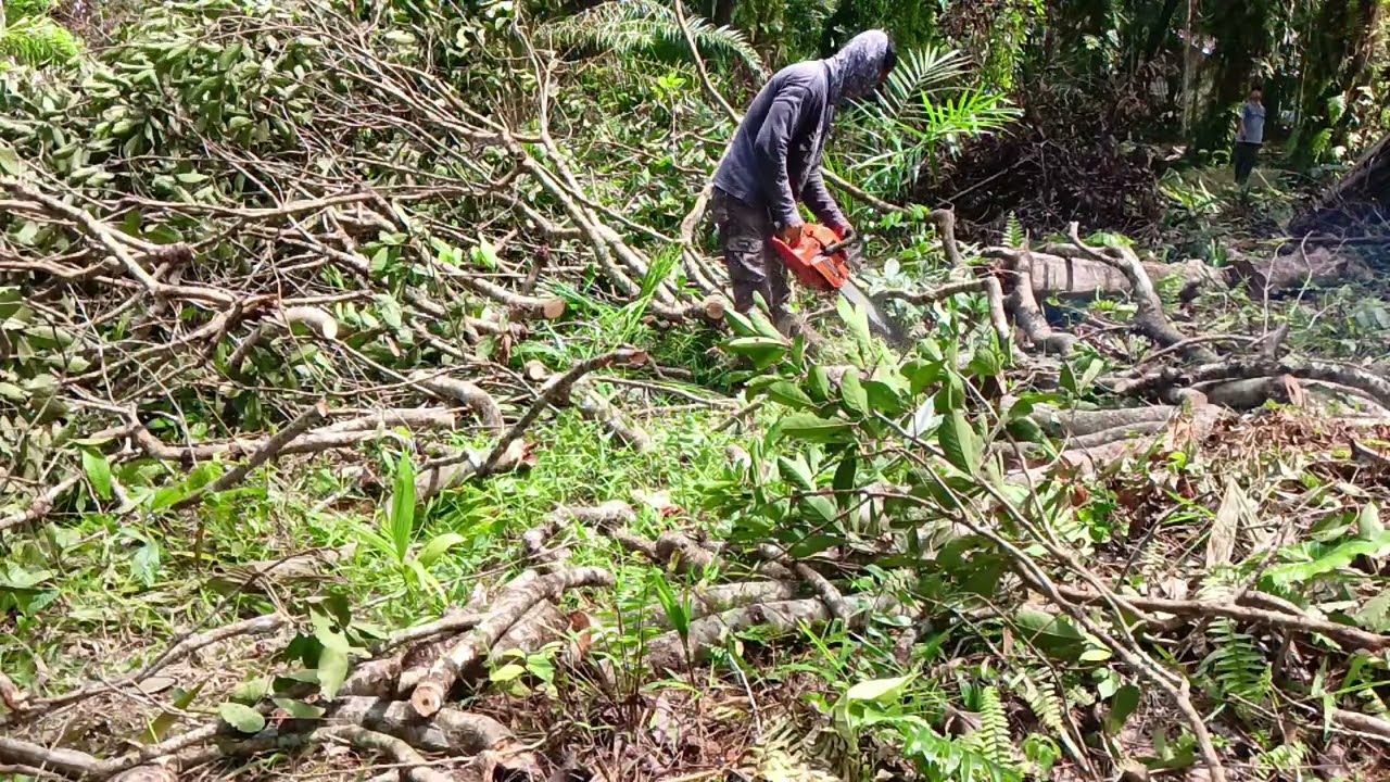 Memotong ranting pohon menggunakan chainsaw agar tidak menjadi semak baru