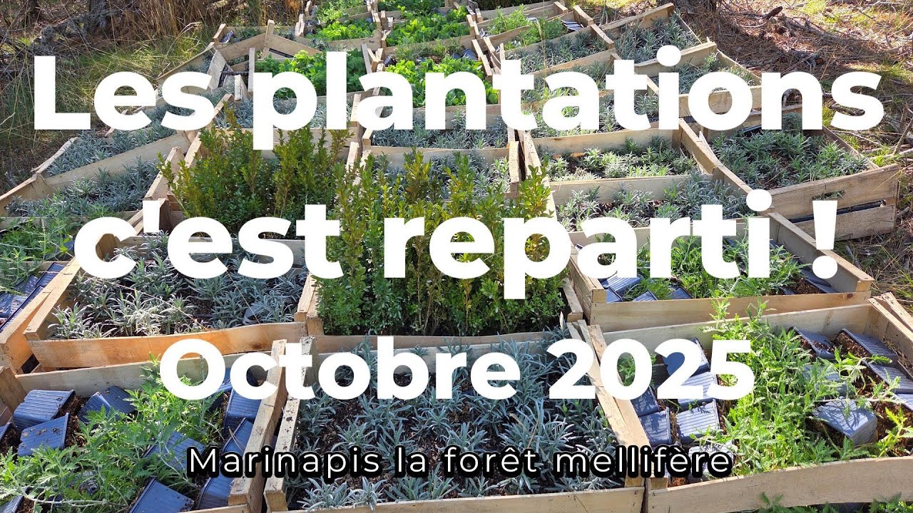 Forêt mellifère: Les plantations, c'est reparti !  Octobre 2025
