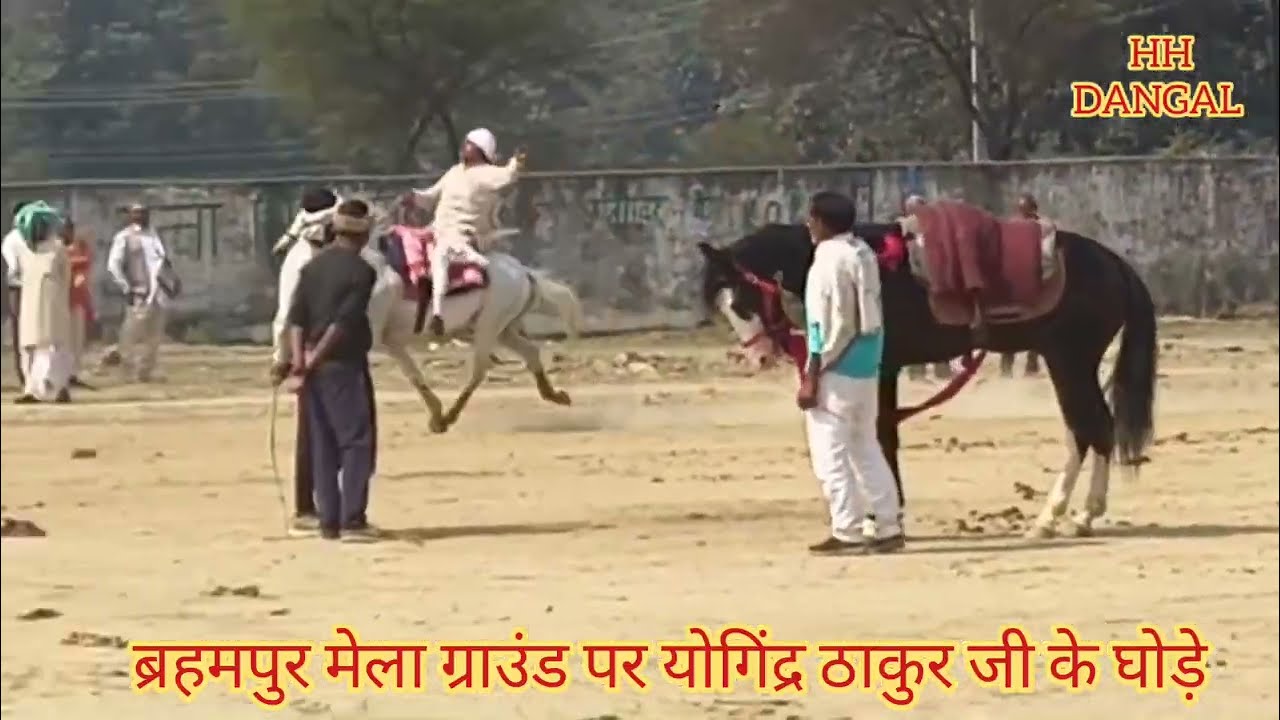 ब्रह्मपुर रेस ग्राउंड पर योगेंद्र ठाकुर जी के दोनों घोड़े ने बांधा समां सवार रामजी ठाकुर और अनुप..