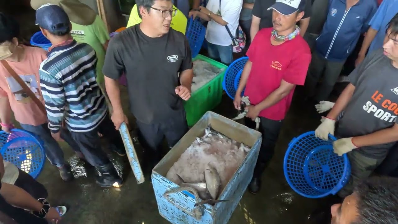金吉利 土魠 馬加 大石喬鋪滿地 #金吉利定置漁場 #seafood #fishport #fishground / 台湾魚の港 / 대만 생선 항구