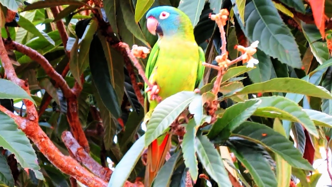 Wild Parrots - Blue Crowned Conures in Central Florida