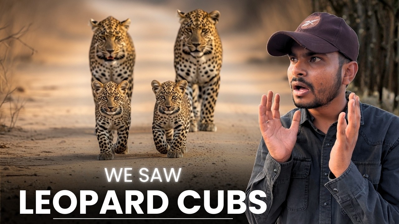 Kuno National Park's BEST Jungle Safari Experience EVER! Cheetah Safari in India | Ahera Gate
