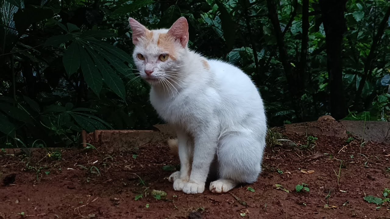 사랑스러운 수컷 고양이