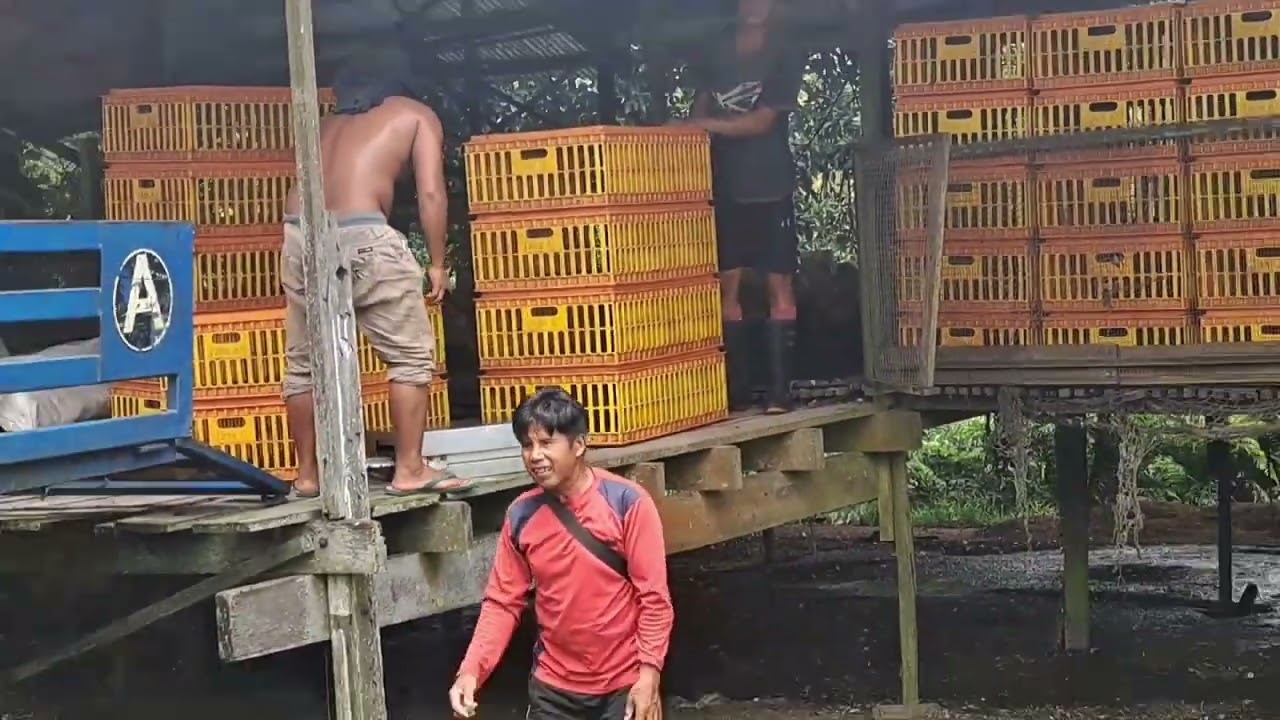 IRUTSOaN.CHAzNNEL.LADANG AYAM.