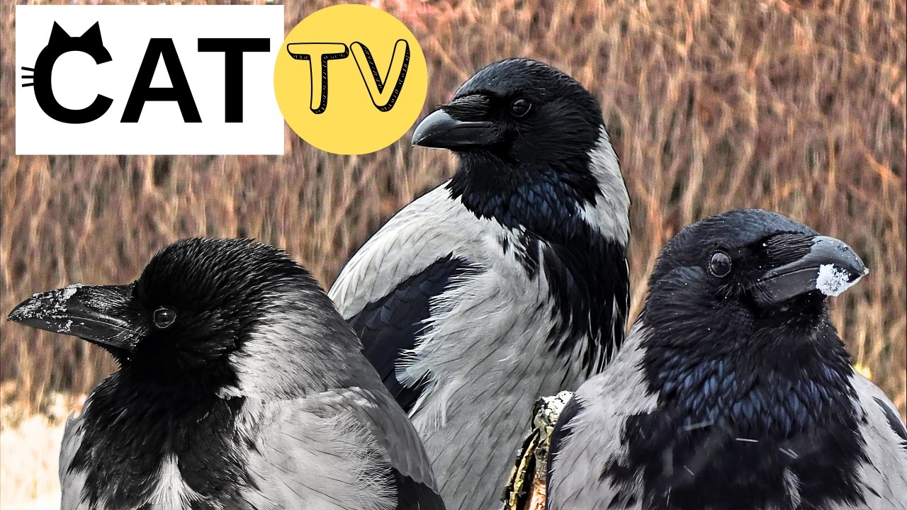 Up Close with Winter Crows: Portraits, Nature Sounds & Relaxation