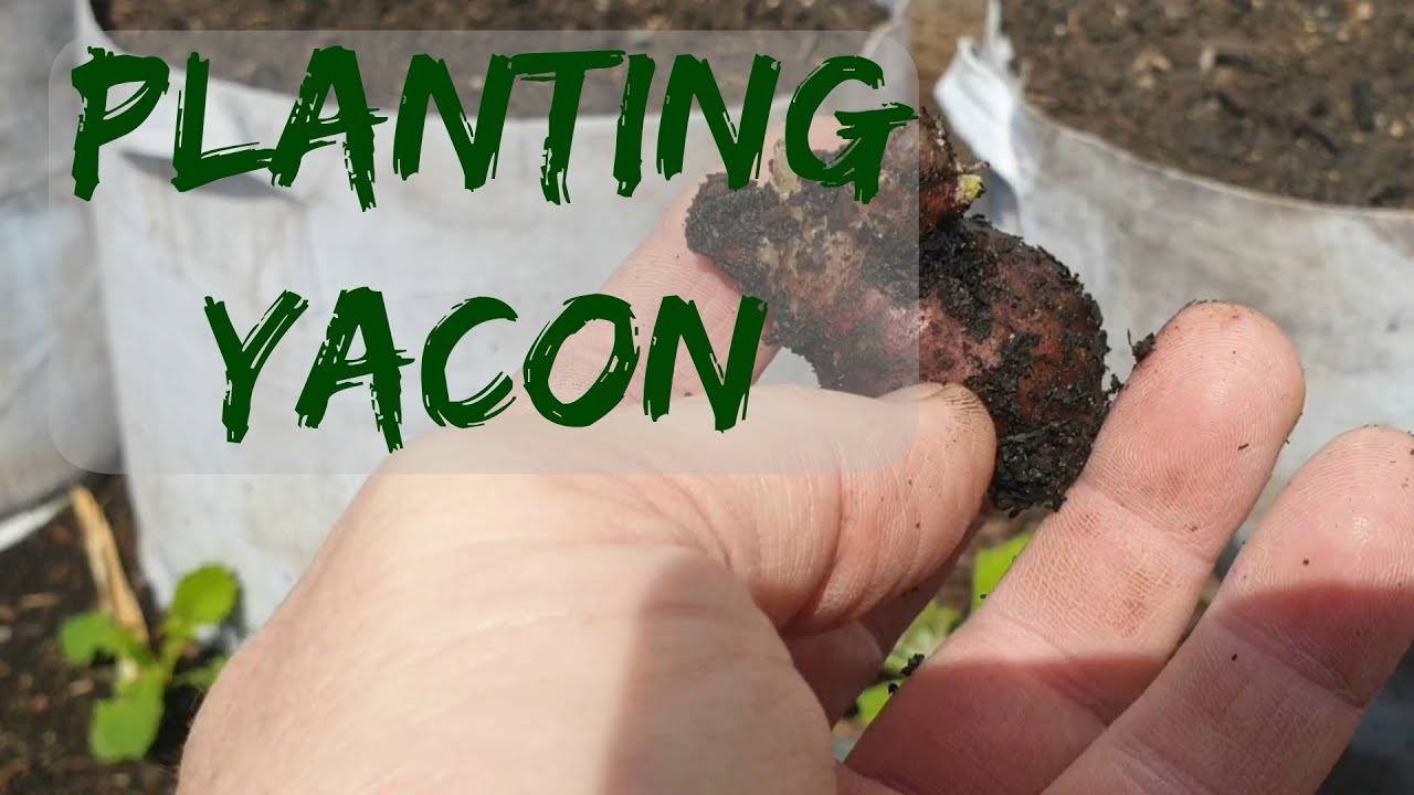 planting yacon